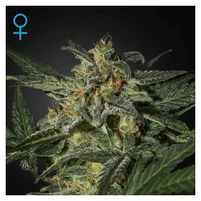 White Widow Auto - Green House