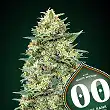 Auto White Widow - 00 Seeds