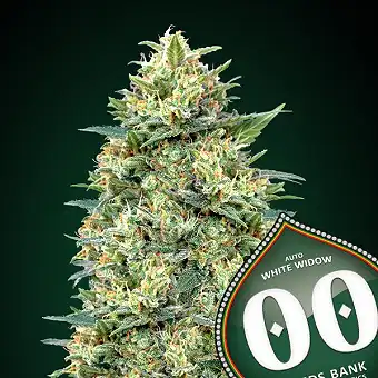 Auto White Widow - 00 Seeds