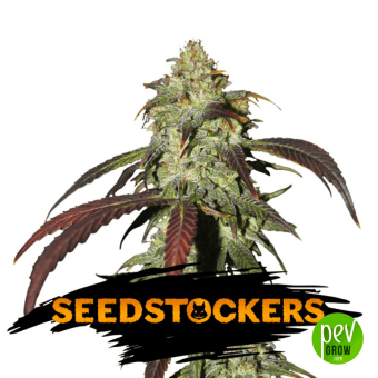 CBD Northern Lights - Seed Stockers