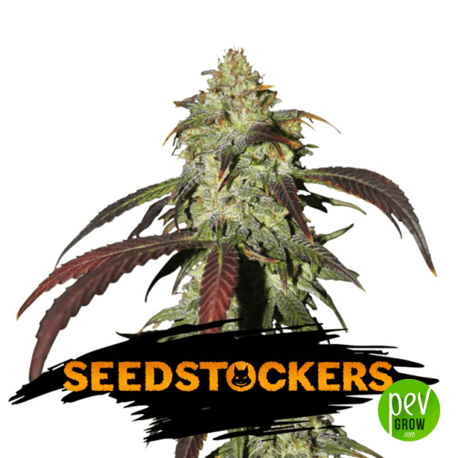 CBD Northern Lights