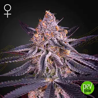 King’s Juice - Green House