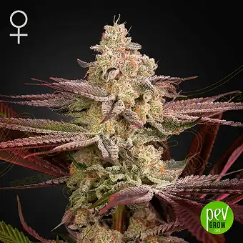 Chemical Bride - Green House