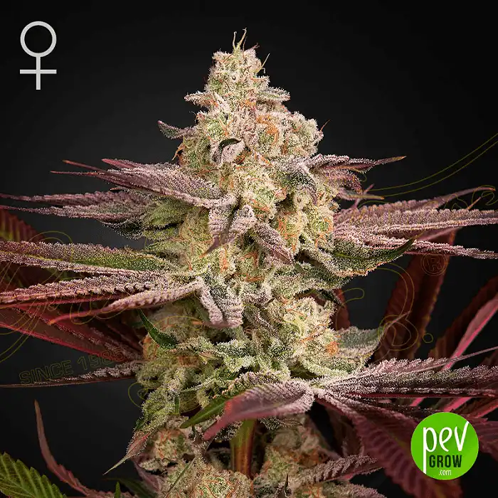 Chemical Bride - Green House