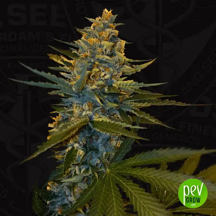 Banana Candy Krush - TH Seeds