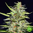 Fruit Orange Cookies ASB - Xtreme Seeds