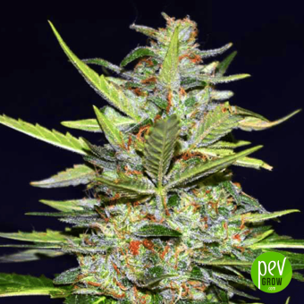 Fruit Orange Cookies ASB