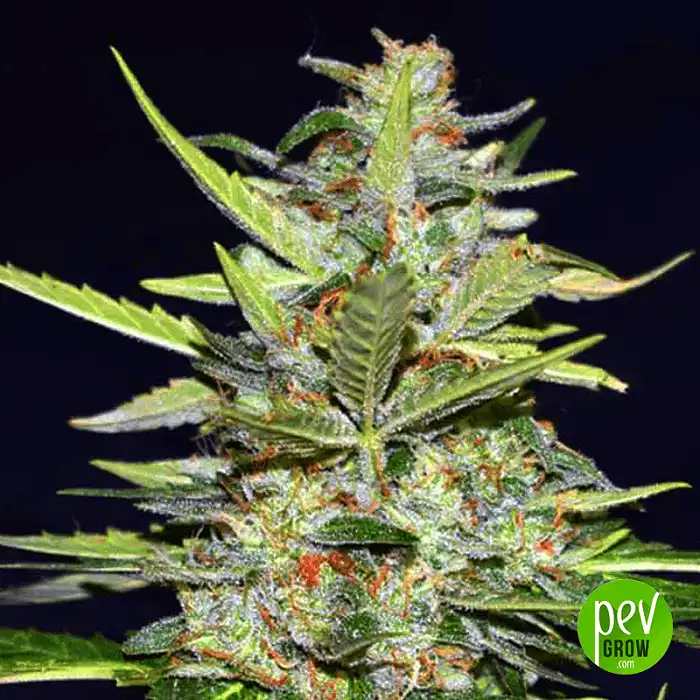Fruit Orange Cookies ASB - Xtreme Seeds