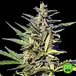 Zkittlez OG Auto - Xtreme Seeds Zkittlez OG Auto - Xtreme Seeds