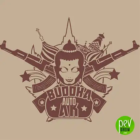 Buddha Auto AK Classic - Buddha Seeds