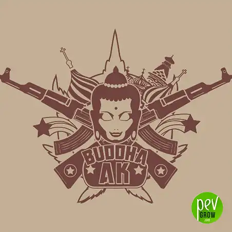 Buddha AK Classic - Buddha Seeds