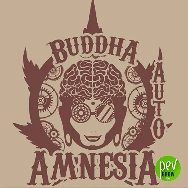 Buddha Auto Amnesia - Buddha Seeds