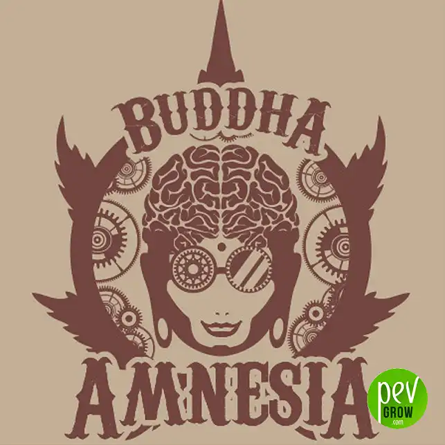 Buddha Amnesia Classics - Buddha Seeds