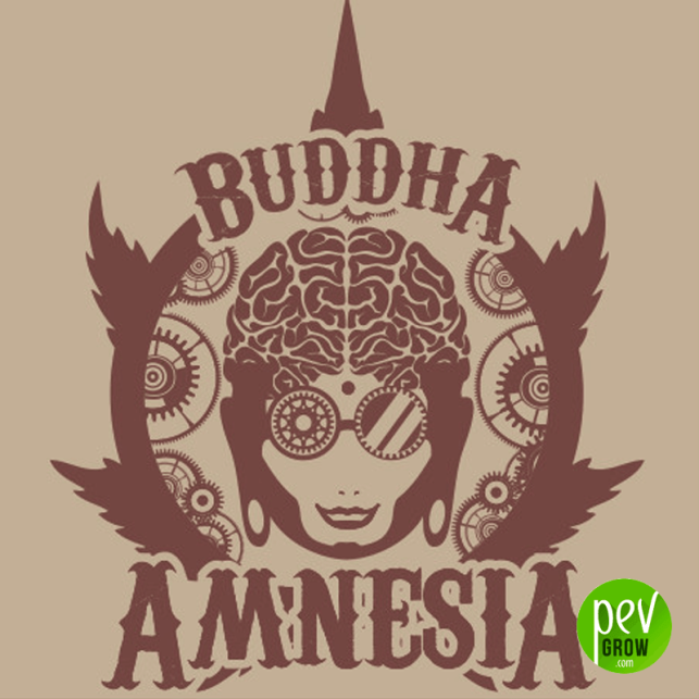 Buddha Amnesia