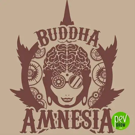 Buddha Amnesia Classics - Buddha Seeds