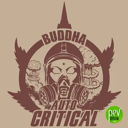 Buddha Auto Critical - Buddha Seeds