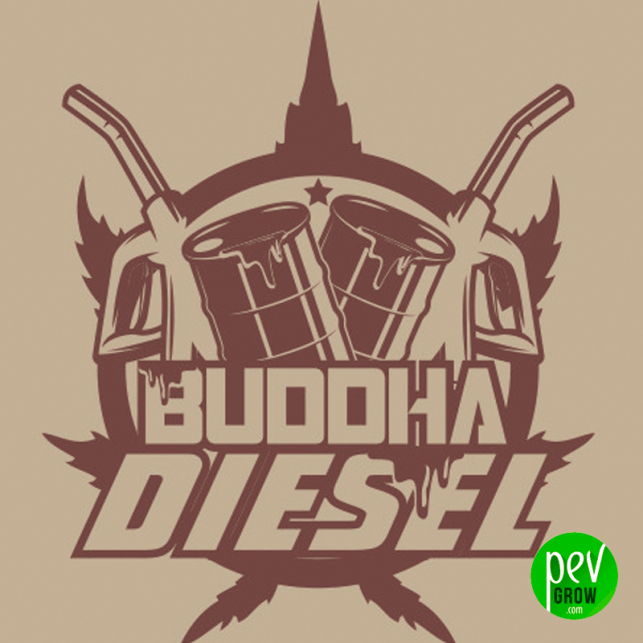 Buddha Diesel - Buddha Seeds