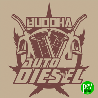 Buddha Auto Diesel - Buddha Seeds