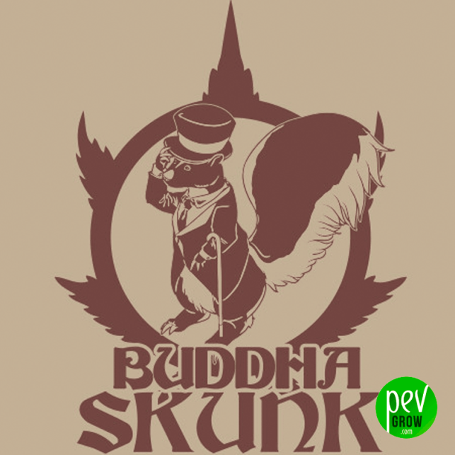 Buddha Skunk - Buddha Seeds