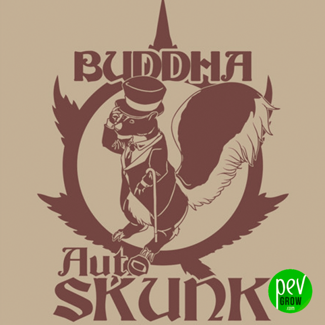 Buddha Auto Skunk