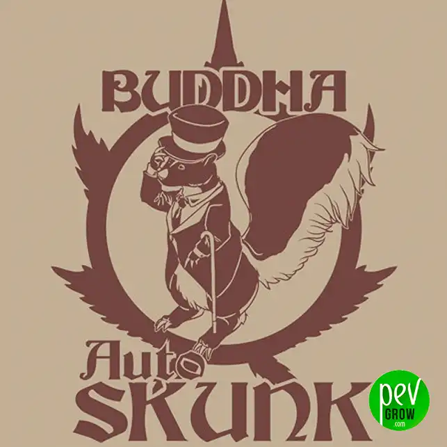 Buddha Auto Skunk - Buddha Seeds