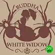 Buddha White Widow Classic - Buddha Seeds Buddha White Widow Classic - Buddha Seeds