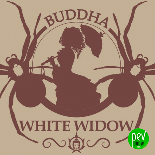 Buddha White Widow Classic - Buddha Seeds