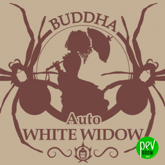 Buddha Auto White Widow