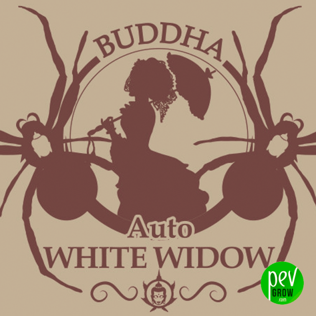 Buddha Auto White Widow - Buddha Seeds