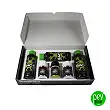 Organic Starters Kit BAC Organic Starters Kit BAC