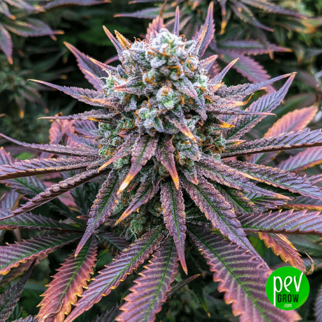 Banana Purp - Medical Seeds
