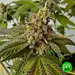 Cookies Purple Punch - Medical Seeds Cookies Purple Punch - Medical Seeds