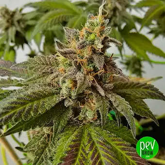 Cookies Purple Punch - Medical Seeds