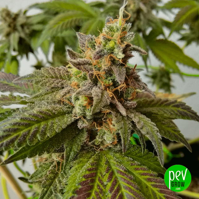 Cookies Purple Punch Medical Seeds Feminisierte Samen