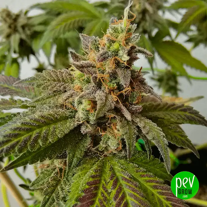 Miracle Alien Cookies ( MAC ) Marijuana seeds - Pevgrow