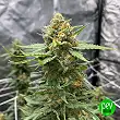 Gelato 242 - Medical Seeds