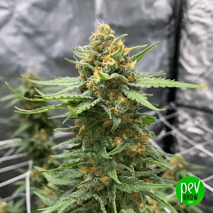 Gelato 242 - Medical Seeds