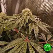 Zkittlez - Medical Seeds Zkittlez - Medical Seeds