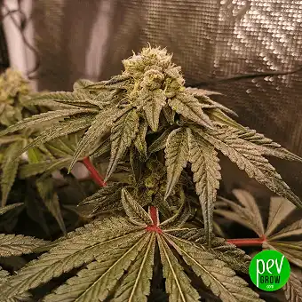 Zkittlez - Medical Seeds