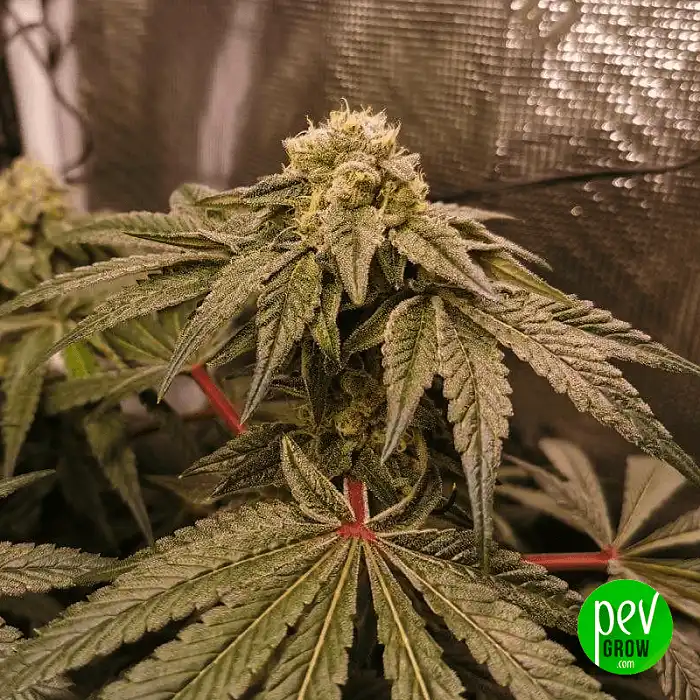 Zkittlez - Medical Seeds