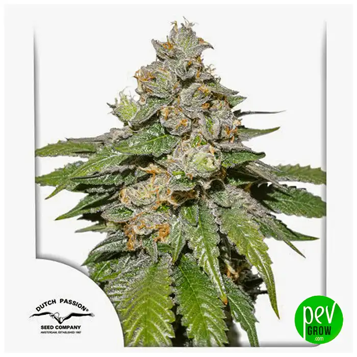 Auto Mokum’s Tulip - Dutch Passion