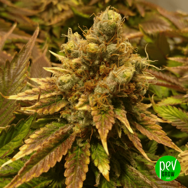 Auto Chocolate Skunk XXL - 00 Seeds