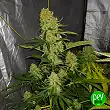 California Kush Fast - 00 Seeds