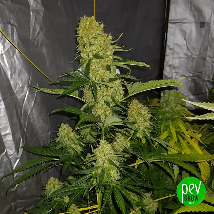 California Kush Fast - 00 Seeds