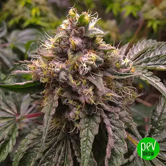 Chocolate Kush Fast - 00 Seeds