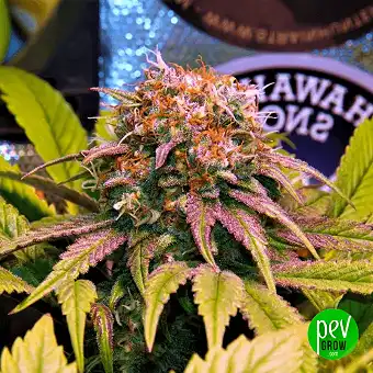 Llavors Harlequin CBD...