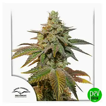 Auto Kerosene Krash - Dutch Passion