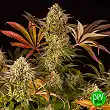 Blue Sunset Sherbert - Barneys Farm