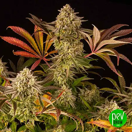 Blue Sunset Sherbert - Barneys Farm