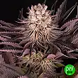Mimosa x Orange Punch - Barneys Farm